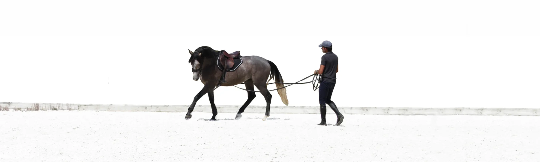 Mark long reining a grey horse wearing a saddle around the arena