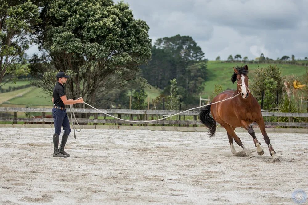 Mark lunging a bay horse in the arena