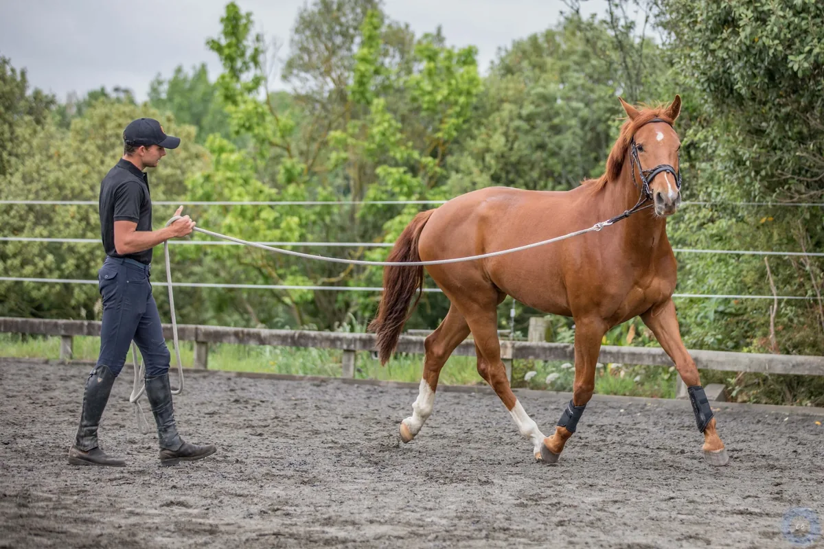 Mark lunging a chestnut horse wearing a bridle and boots